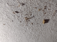 Bagisara repanda