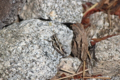 Oedaleonotus phryneicus