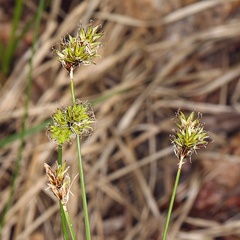 Carex illota