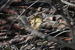Chlamydera guttata