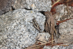 Oedaleonotus phryneicus