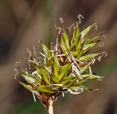Carex illota