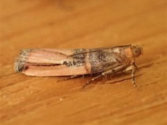 Dasypyga alternosquamella