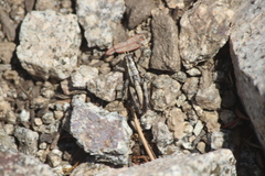Oedaleonotus phryneicus