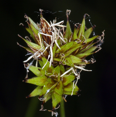 Carex illota