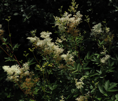 Filipendula ulmaria