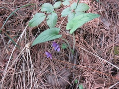 Viola hirtipes