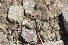 Oedaleonotus phryneicus