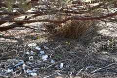 Chlamydera guttata