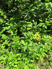 Solidago arguta arguta