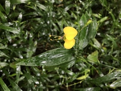 Commelineae