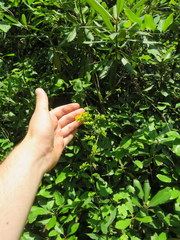 Solidago arguta arguta