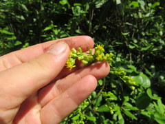 Solidago arguta arguta