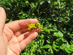 Solidago arguta arguta