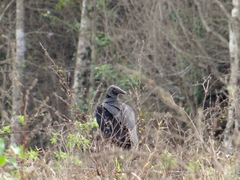 Coragyps atratus image