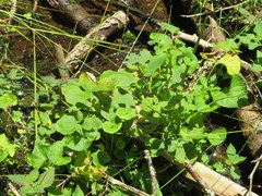 Parnassia grandifolia