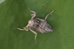 Pachydiplax longipennis