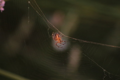 Araneus diadematus