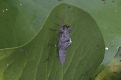Pachydiplax longipennis