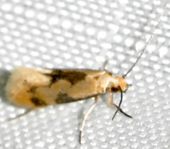 Hybroma servulella