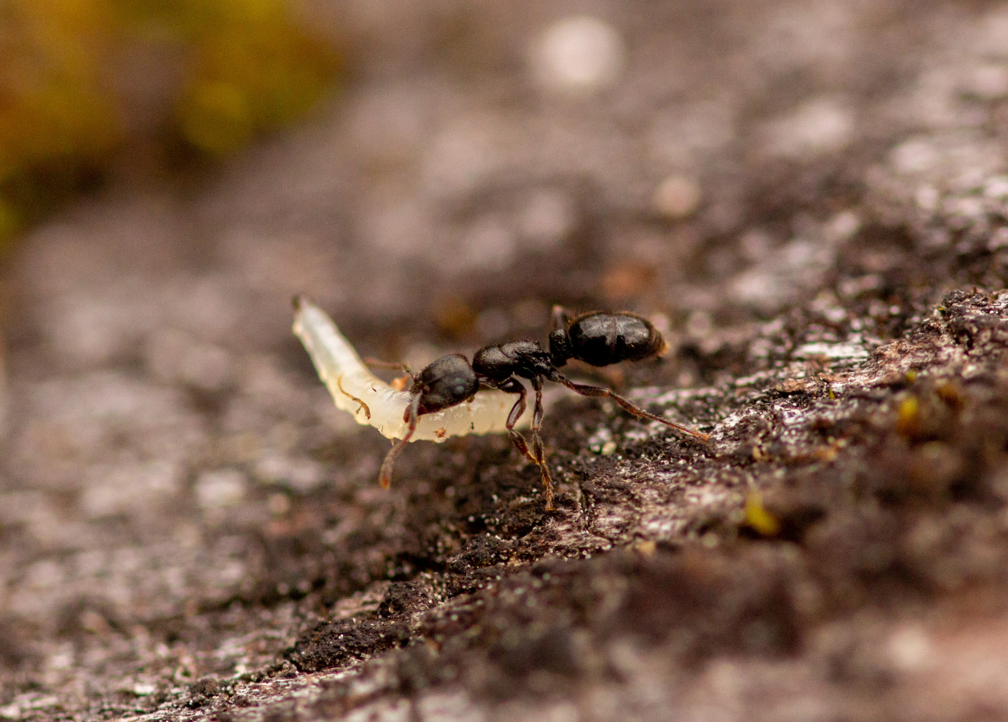Heteroponera carinifrons