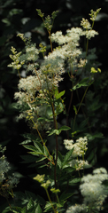 Filipendula ulmaria