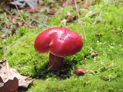 Exsudoporus