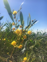 Acacia retinodes