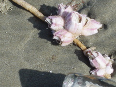 Notomegabalanus decorus