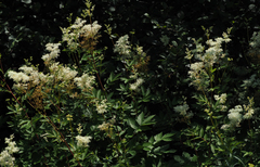 Filipendula ulmaria