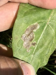 Liriomyza taraxaci