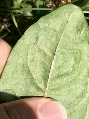 Liriomyza taraxaci