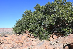 Ficus desertorum