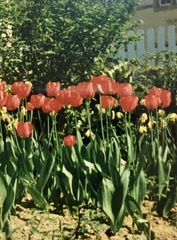 Tulipa