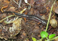 Plethodon shermani