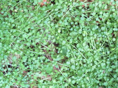 Houstonia serpyllifolia