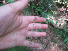 Houstonia serpyllifolia