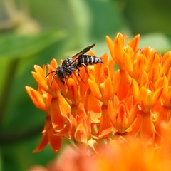 Coelioxys octodentatus