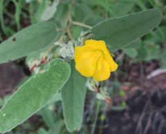 Melhania acuminata var. acuminata image