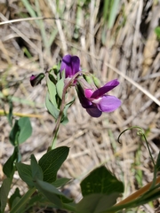 Lathyrus japonicus