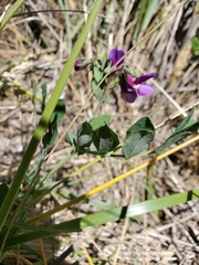Lathyrus japonicus