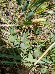 Lathyrus japonicus