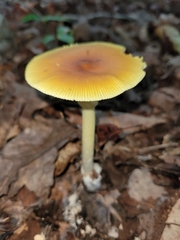 Amanita parcivolvata
