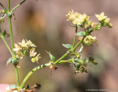Galium multiflorum
