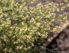 Galium multiflorum