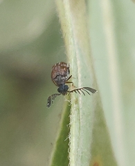 Megacerus impiger