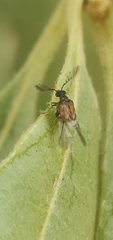 Megacerus impiger
