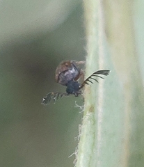 Megacerus impiger