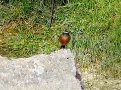 Ochthoeca oenanthoides