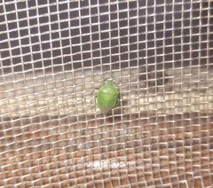 Acrosternum gramineum